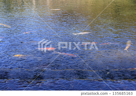 Nishikigoi carp near the water outlet from Fukiage into the South Lake of Ritsurin Garden 135685163