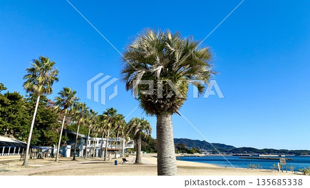 Miyazaki beach with blue skies and palm tree-lined streets (Kira Waikiki Beach, Nishio City, Aichi Prefecture) 135685338