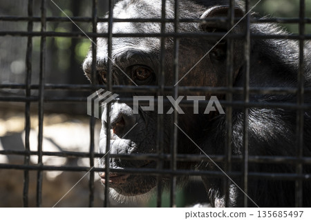 Contemplative chimp behind bars, Powerful image of chimpanzee in captivity emphasizing urgency for conservation efforts and awareness 135685497