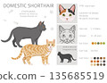 Domestic shorthair Cat clipart. All coat colors set 135685519