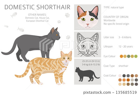 Domestic shorthair Cat clipart. All coat colors set Domestic shorthair Cat clipart. All coat colors set 135685519