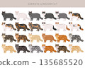 Domestic longthair Cat clipart. All coat colors set. 135685520