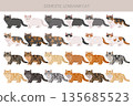 Domestic longthair Cat clipart. All coat colors set. 135685523