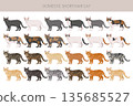 Domestic shorthair Cat clipart. All coat colors set 135685527