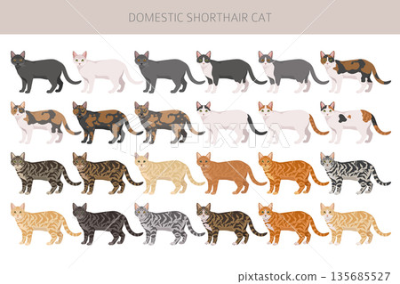 Domestic shorthair Cat clipart. All coat colors set 135685527