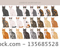 Domestic shorthair Cat clipart. All coat colors set 135685528