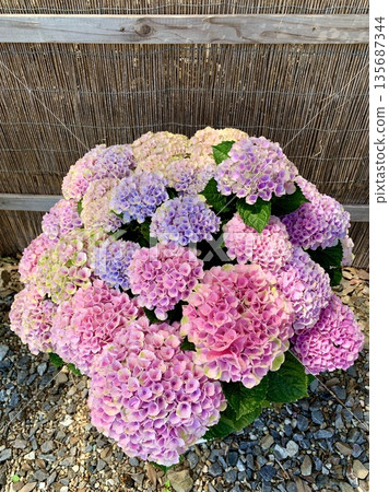 Beautiful gradation of autumn hydrangeas (Magical Revolution) (Katahara Onsen Hydrangea Village, Gamagori City, Aichi Prefecture) 135687344