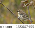 A young Ivy Warbler perched on a branch 135687455