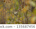 A young Ivy Warbler perched on a branch 135687456