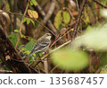 A young Ivy Warbler perched on a branch 135687457