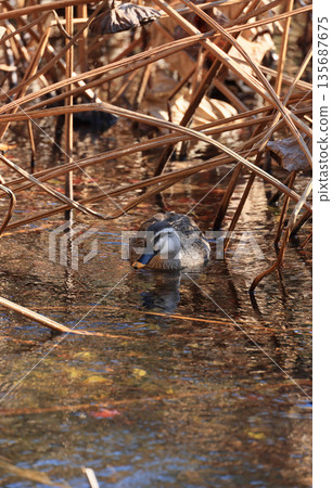 一隻雌性綠頭鴨來到了栗林園北庭園冬季死寂的芙蓉池。 135687675