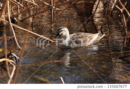 A female mallard duck has arrived at the winter-dead Fuyou Pond in the north garden of Ritsurin Garden. 135687677