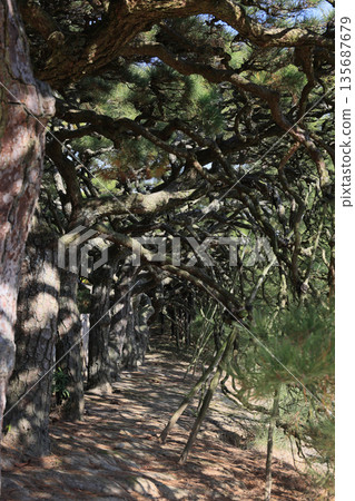 Box pine trees along the south side of the Bairin Bridge in the south garden of Ritsurin Garden Box pine trees along the south side of the Bairin Bridge in the south garden of Ritsurin Garden 135687679