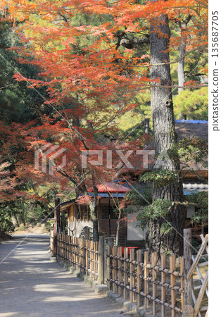 栗林園南庭的茅草茶室「日暮亭」的秋葉。 135687705