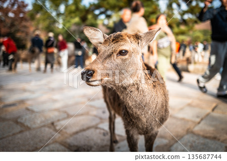 [Autumn] Deer in Nara Park [Autumn leaves] 135687744