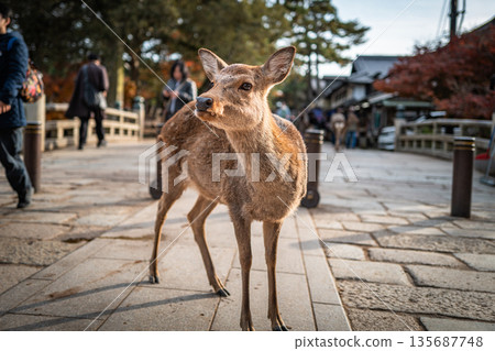 [秋] 奈良公園的鹿 [紅葉] 135687748