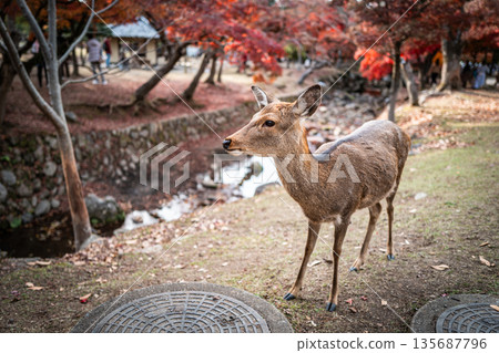 [秋] 奈良公園的鹿 [紅葉] 135687796