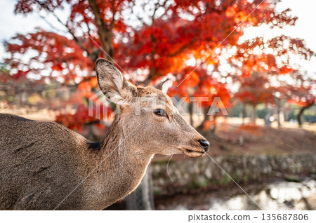 [秋] 奈良公園的鹿 [紅葉] 135687806