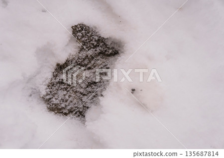 Snow-covered stone path with dark textured surface emerging through white winter snow in a serene forest setting 135687814