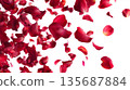 Fluttering rose petals. White background 135687884