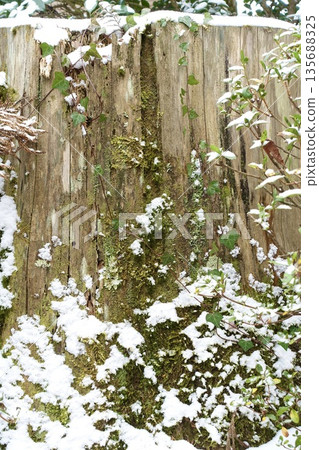 Snow-covered tree stump 135688325