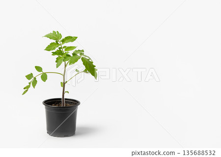 Young tomato seedling growing in black cup on a gray background. Growing eco-friendly plants at home. Concept of gardening, spring, harvest. Young tomato seedling growing in black cup on a gray background. Growing eco-friendly plants at home. Concept of gardening, spring, harvest. 135688532