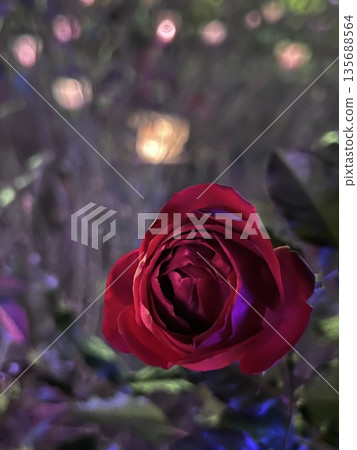 Deep red roses and fantastic light floating in the darkness Deep red roses and fantastic light floating in the darkness 135688564