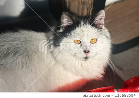 Black and white cat at home. Cat relaxing comfortably in a sunlit living room. 135688594