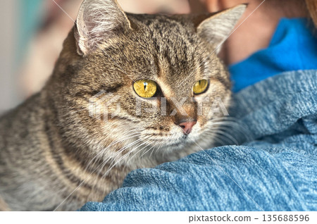 Homeless cat at an animal shelter. Cat on a volunteer's hands. Homeless cat at an animal shelter. Cat on a volunteer's hands. 135688596