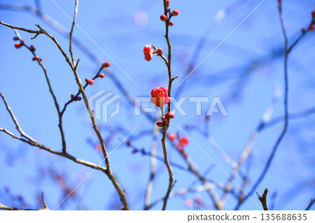 春天,紅梅花枝頭繁茂,盛開的梅花美不勝收。 春天,紅梅花枝頭繁茂,盛開的梅花美不勝收。 135688635