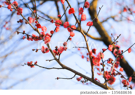 藍天映襯下的紅色梅花特寫 135688636