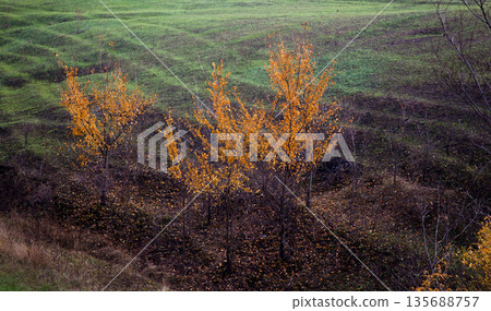 Autumn waves, autumn trees in the field Autumn waves, autumn trees in the field 135688757