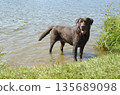 Wet Brown Labrador in Shallow Lake Water 135689098