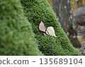 Green Moss with Fallen Leaves in Forest 135689104