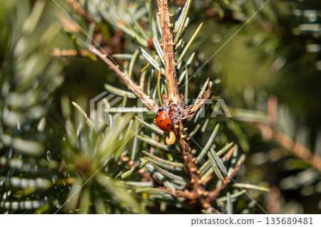 Vibrant red ladybug beetle crawling on a textured green conifer branch alongside a small yellow larva, symbolizing natural pest control and garden ecology Vibrant red ladybug beetle crawling on a textured green conifer branch alongside a small yellow larva, symbolizing natural pest control and garden ecology 135689481