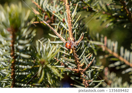 Vibrant ladybug and tiny larva crawling together on a green coniferous pine branch, illustrating natural pest control in a garden ecosystem 135689482
