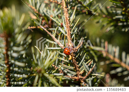 Red ladybug and a small larva on a green pine needle branch, symbolizing natural pest control and beneficial insects for garden ecology Red ladybug and a small larva on a green pine needle branch, symbolizing natural pest control and beneficial insects for garden ecology 135689483