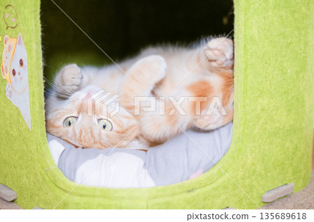 Red cat lying on a green house 135689618