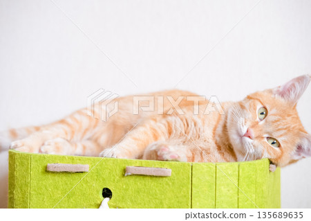 Red cat lying on a green house Red cat lying on a green house 135689635