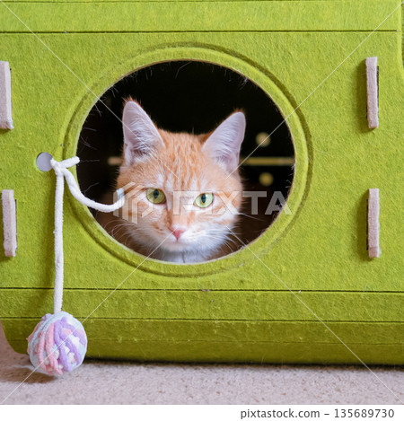 Red cat lying on a green house 135689730