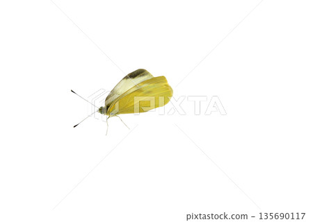 A white butterfly, the cabbage white. 135690117