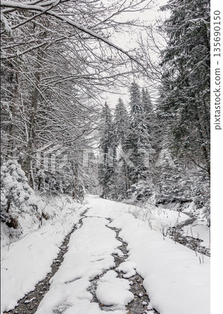 Snowy forest road in winter, Carpathian Mountains, Romania 135690150
