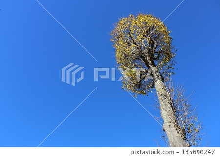 A tall tree with yellow leaves stands in front of a clear blue sky 135690247