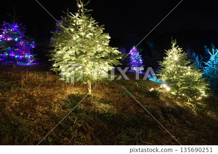 A row of Christmas trees lit up with lights A row of Christmas trees lit up with lights 135690251