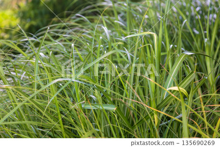Lush green grass swaying in the sunlight 135690269