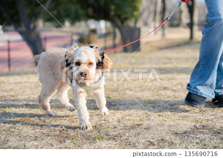 Dog walking 135690716