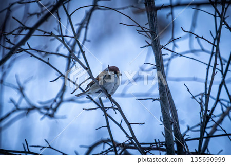 A eurasian tree sparrow on a branch in a winter forest A eurasian tree sparrow on a branch in a winter forest 135690999