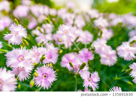 Cheddar pink or clove pink carnation Cheddar pink or clove pink carnation 135691630