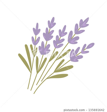 Lavender bouquet illustration with purple blossoms and green stems, ideal for botanical blogs, spa branding, wedding stationery, and floral decor articles Lavender bouquet illustration with purple blossoms and green stems, ideal for botanical blogs, spa branding, wedding stationery, and floral decor articles 135691642