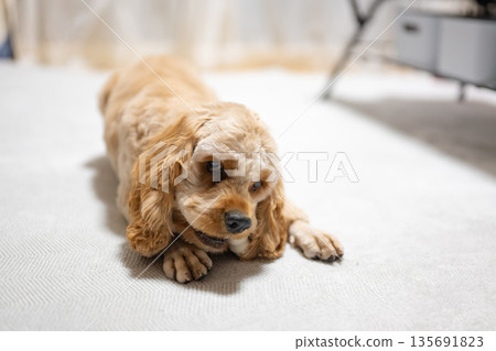 小狗正在吃零食 小狗正在吃零食 135691823